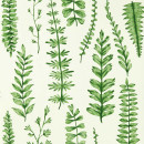 ferns scion juniper wallpaper nart112798 image01