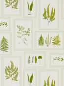 ImagePathHiRes_DWOW215712 Fern Gallery ivory_green